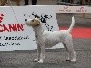  - RCACIB au Dog SHOW de Poitiers 2020