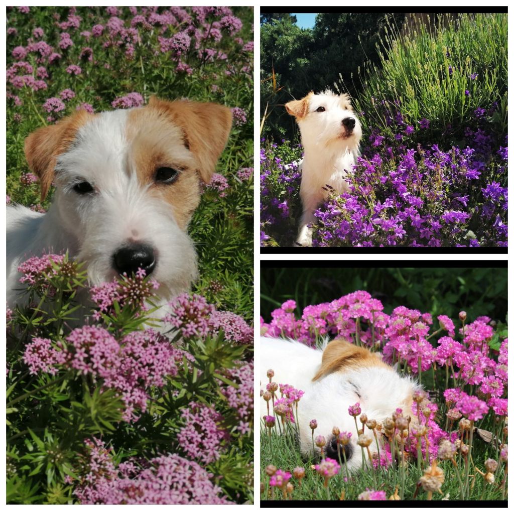 De La Vallée Du Bois Riou - Perle Breizhy et les fleurs ! 