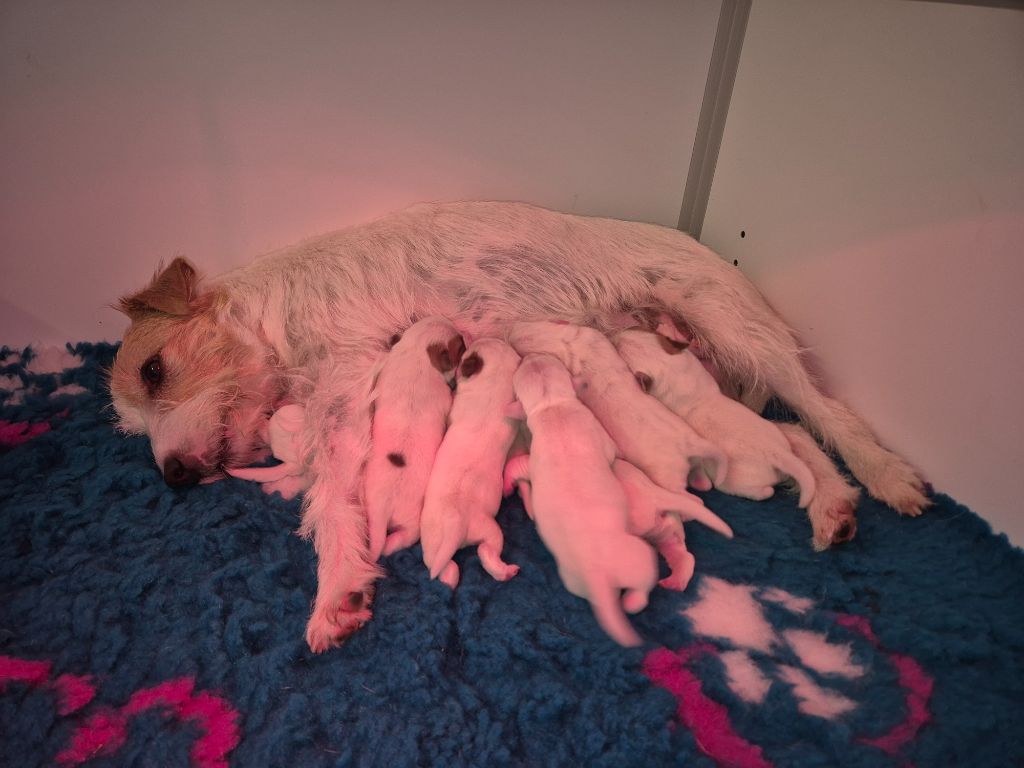 chiot Parson Russell Terrier De La Vallée Du Bois Riou