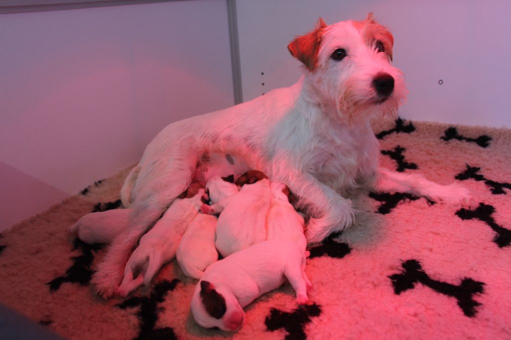 chiot Parson Russell Terrier De La Vallée Du Bois Riou