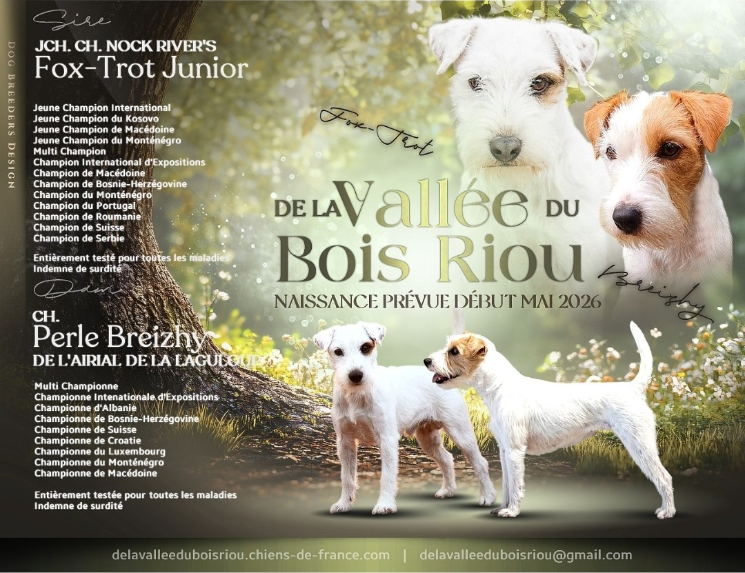 Chiots à venir début mai