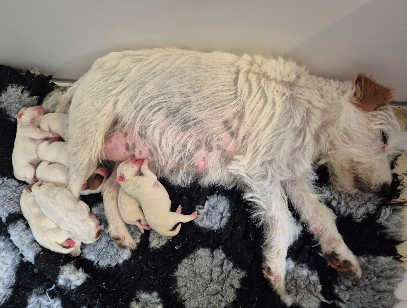 Naissance chiots