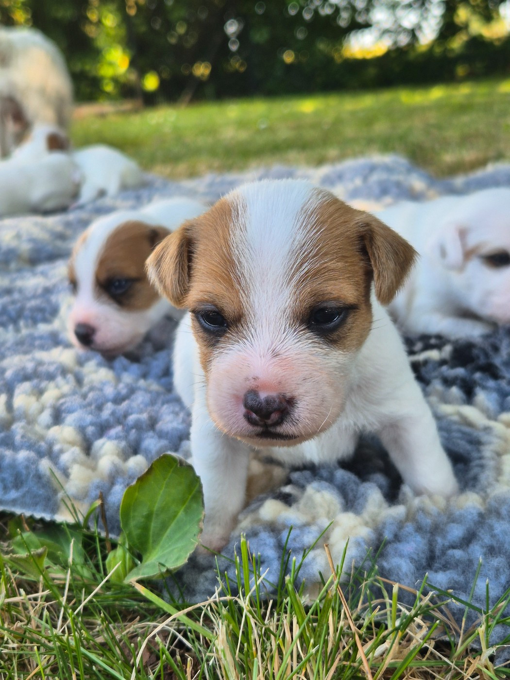 De La Vallée Du Bois Riou - Chiots disponibles - Parson Russell Terrier