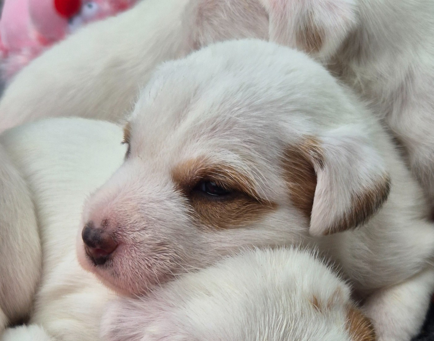 De La Vallée Du Bois Riou - Chiots disponibles - Parson Russell Terrier
