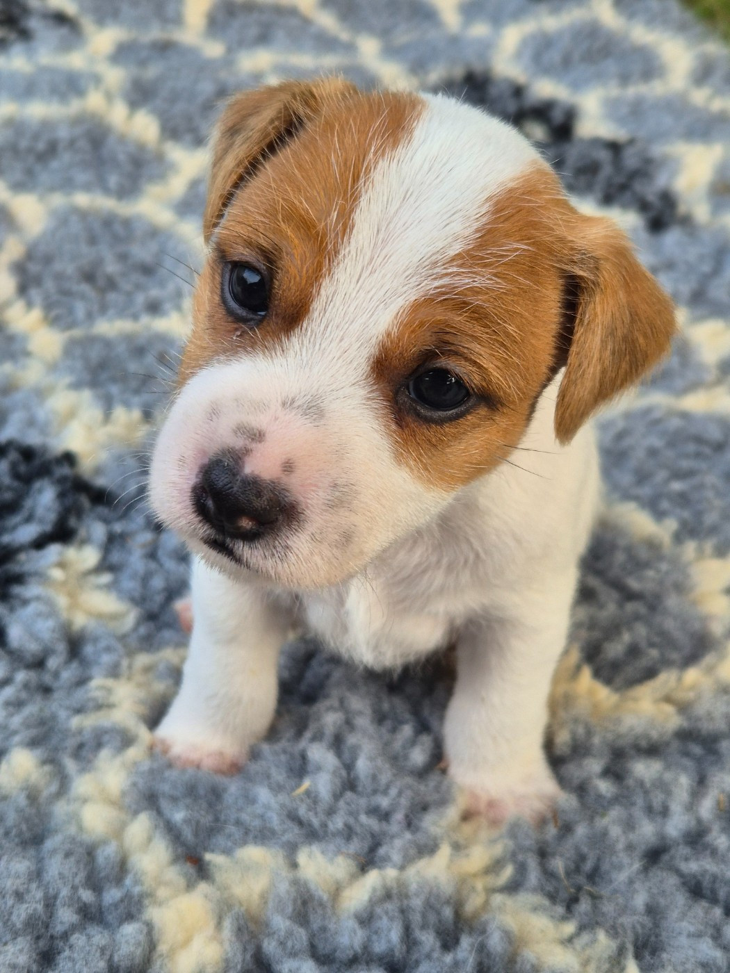 De La Vallée Du Bois Riou - Chiots disponibles - Parson Russell Terrier