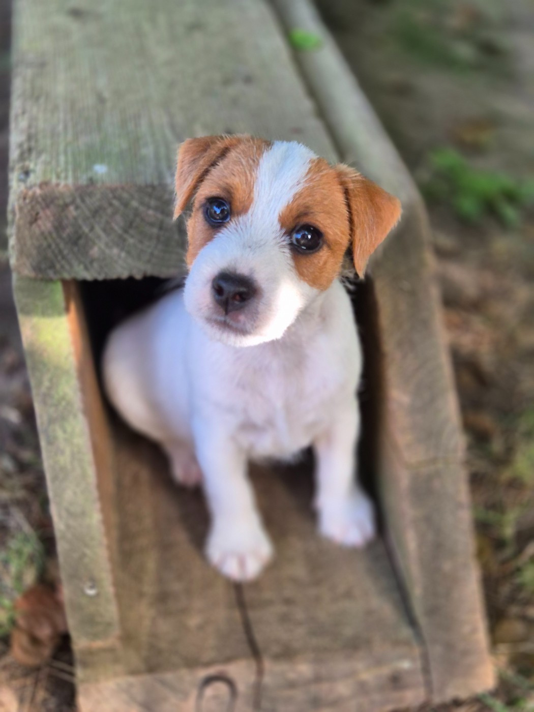 De La Vallée Du Bois Riou - Chiots disponibles - Parson Russell Terrier
