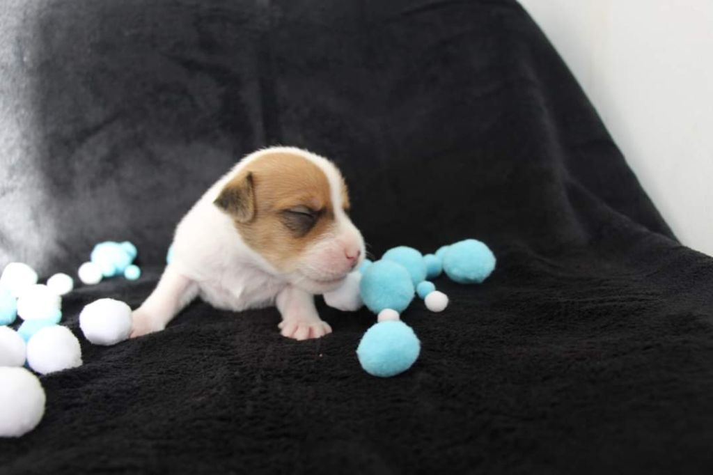 De La Vallée Du Bois Riou - Parson Russell Terrier - Portée née le 22/07/2021